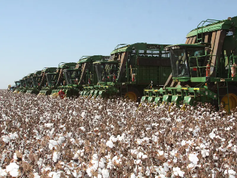 Região norte do estado possui 98% da produção de algodão