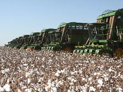Região norte do estado possui 98% da produção de algodão