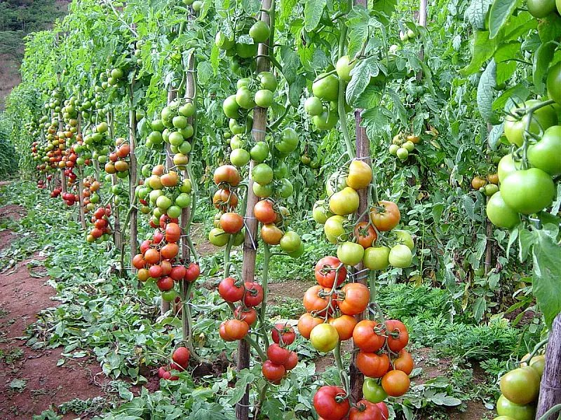 Copa dará oportunidade a produtores de alimentos orgânicos