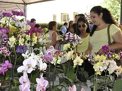 Expoflor vende mudas a partir de R$ 2 com renda a pacientes