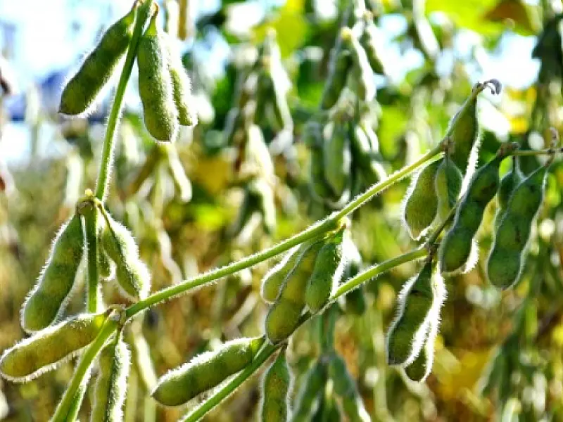 Cadastramento de produtores para o cultivo de soja cresce 14% no Estado