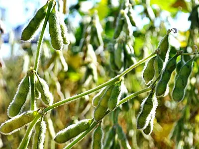 Cadastramento de produtores para o cultivo de soja cresce 14% no Estado