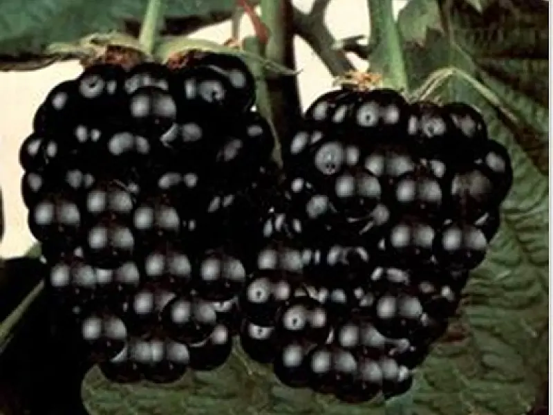 Chá de amora emagrece 1,5 kg em uma semana