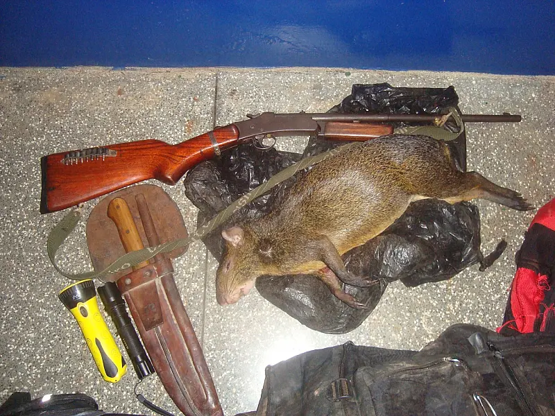 PMA prende caçador com arma e cotia abatida em Bonito