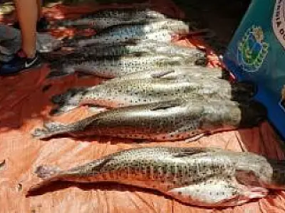 PMA prende 19, apreende 513 kg de pescado e aplica R$ 38 mil em multas