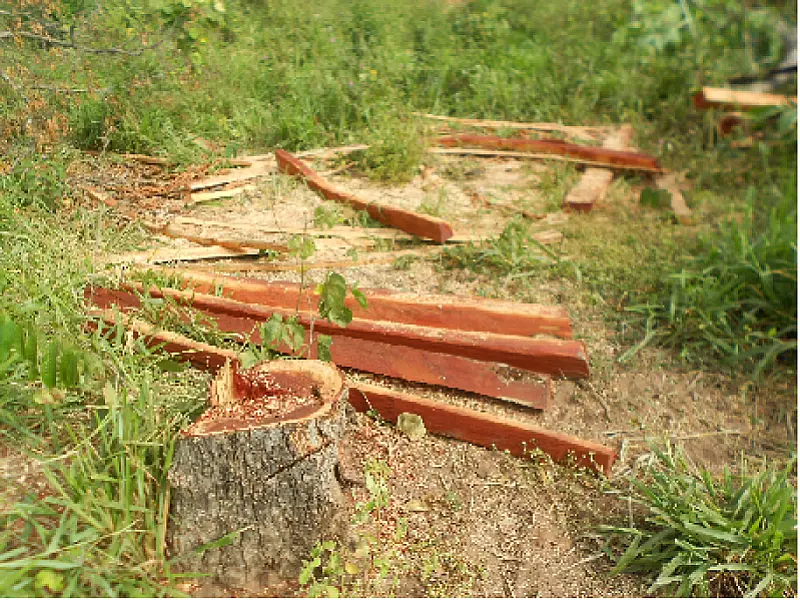 PMA autua fazendeiro em R$ 152,9 mil por exploração ilegal de aroeira e angico