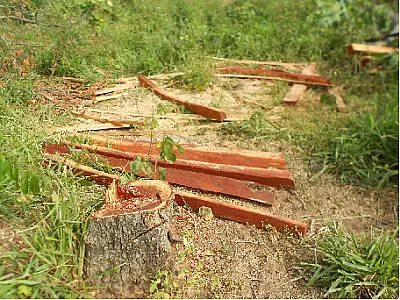 PMA autua fazendeiro em R$ 152,9 mil por exploração ilegal de aroeira e angico