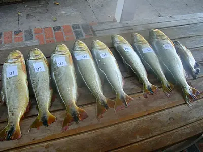 Açougueiros são presos por pesca predatória no Rio Paraguai