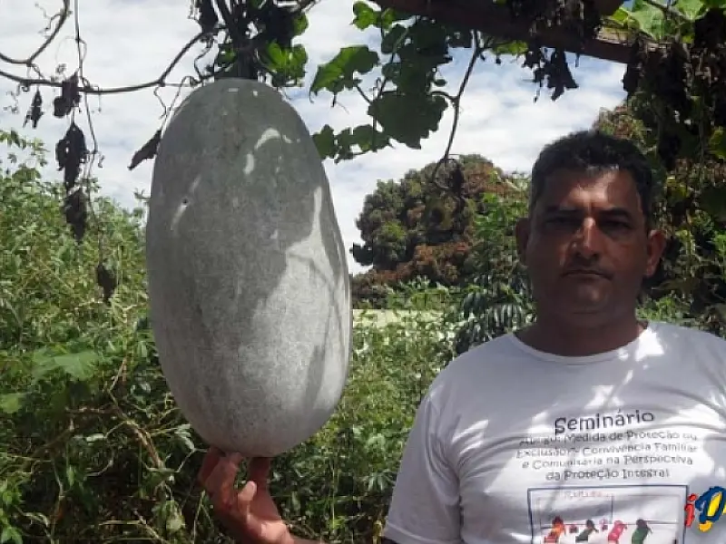 Chuchu gigante chama atenção em Bandeirantes