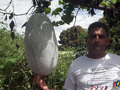 Chuchu gigante chama atenção em Bandeirantes