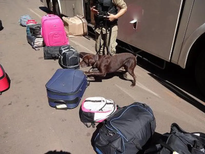 Cães farejadores encontram maconha em bagagem de adolescente