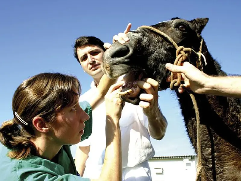 Quase 400 veterinários inscritos para vagas da Iagro
