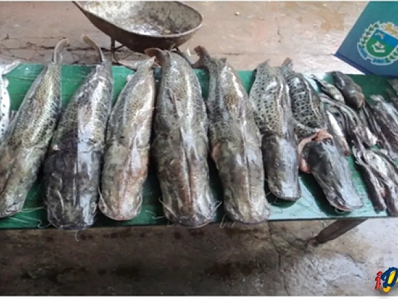 Pescador é preso com 108 quilos de pescado no rio Taquari em Coxim