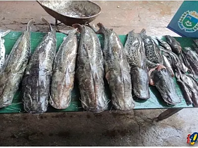 Pescador é preso com 108 quilos de pescado no rio Taquari em Coxim