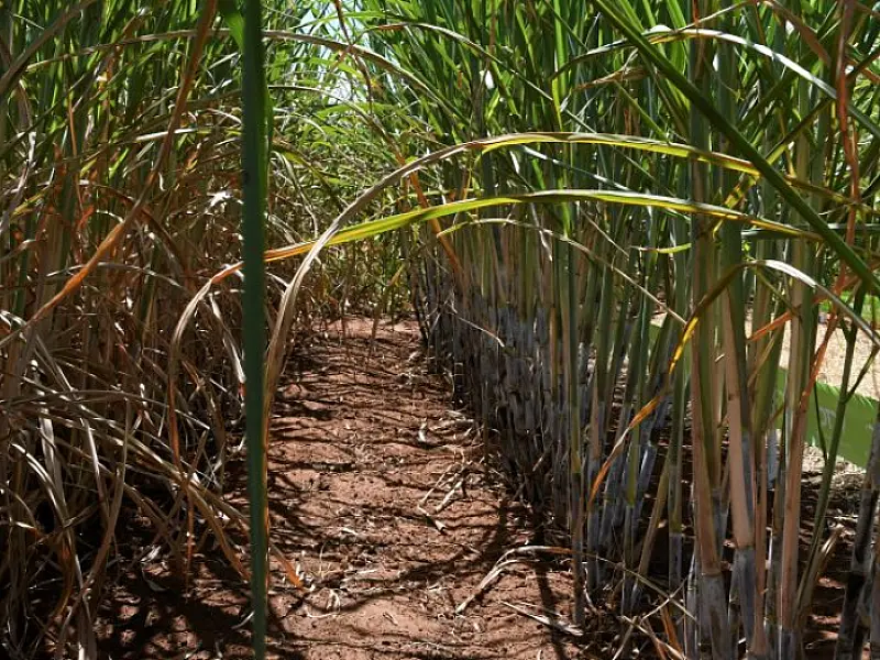 Usinas de etanol batem recorde de produção com apoio do Governo aos biocombustíveis