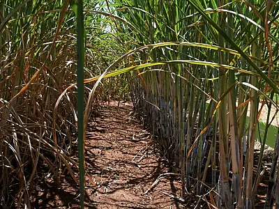 Usinas de etanol batem recorde de produção com apoio do Governo aos biocombustíveis