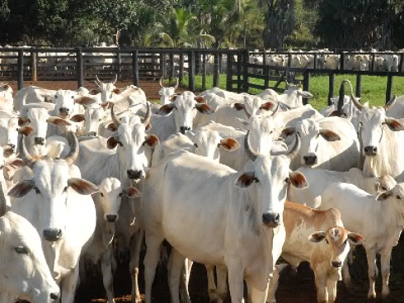 Iagro suspende feiras agropecuárias e emissão de GTA eletrônica na fronteira