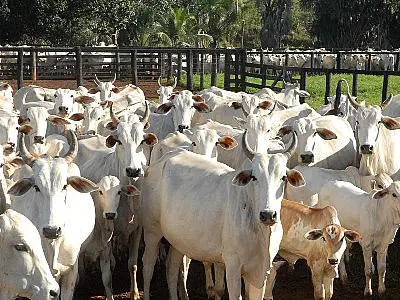 Iagro suspende feiras agropecuárias e emissão de GTA eletrônica na fronteira