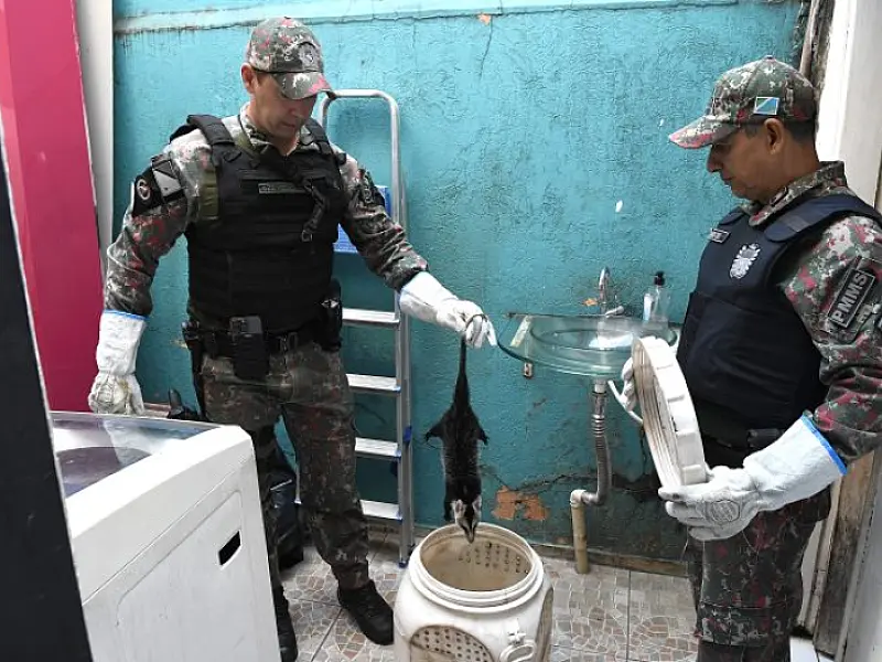 Polícia Militar Ambiental lembra que animal silvestre não é pet