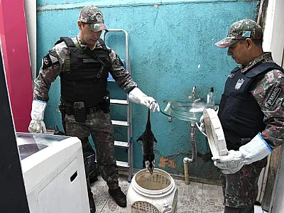 Polícia Militar Ambiental lembra que animal silvestre não é pet