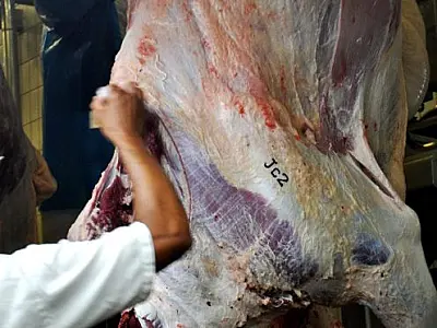 Mais de 600 produtores já estão em processo de adesão ao Precoce MS