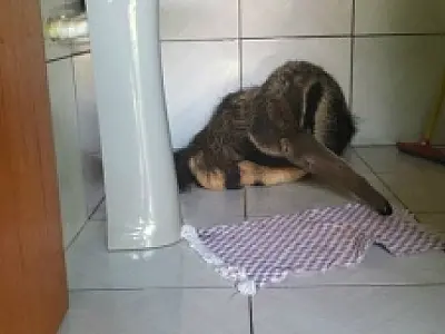 Moradora de Itaporã leva susto ao se deparar com tamanduá no banheiro