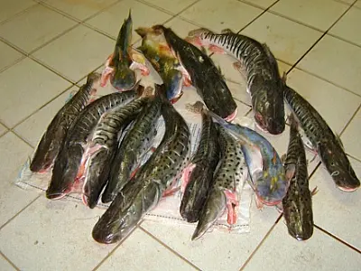 Dois são presos por transporte de pescado