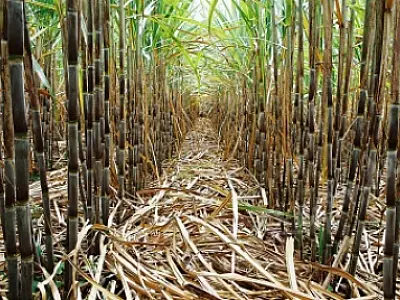 Produtores terão cerca de R$ 1 milhão de crédito para canaviais