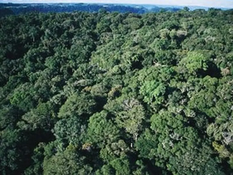 Novo Código Florestal pode aumentar desmatamentos e prejudicar agricultura, alerta cientista
