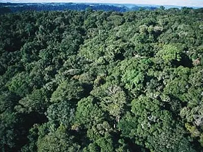 Novo Código Florestal pode aumentar desmatamentos e prejudicar agricultura, alerta cientista