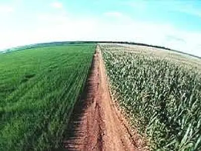 Agricultura de precisão reduz custos e aumenta produtividade da lavoura