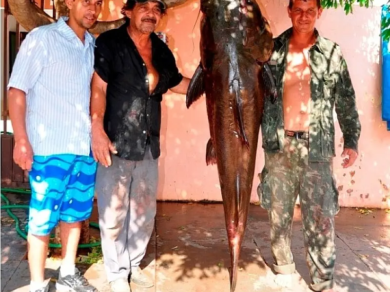 Moradores de Nova Andradina pescam peixe gigante