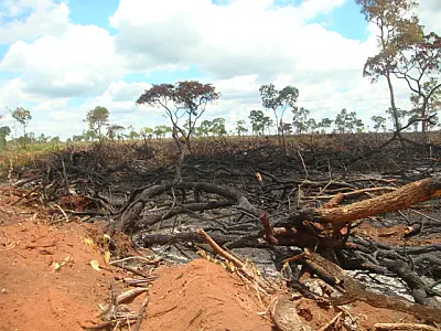 Carvoeiro é multado em R$ 180 mil por incêndio no interior de MS