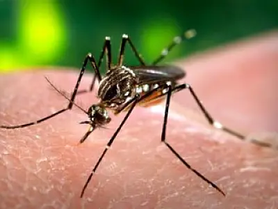 Fiocruz diz que não há prova científica de que Zika vírus cause problemas neurológicos