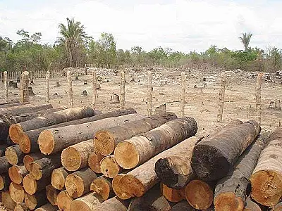 Amazônia perdeu 268 km² de floresta em maio