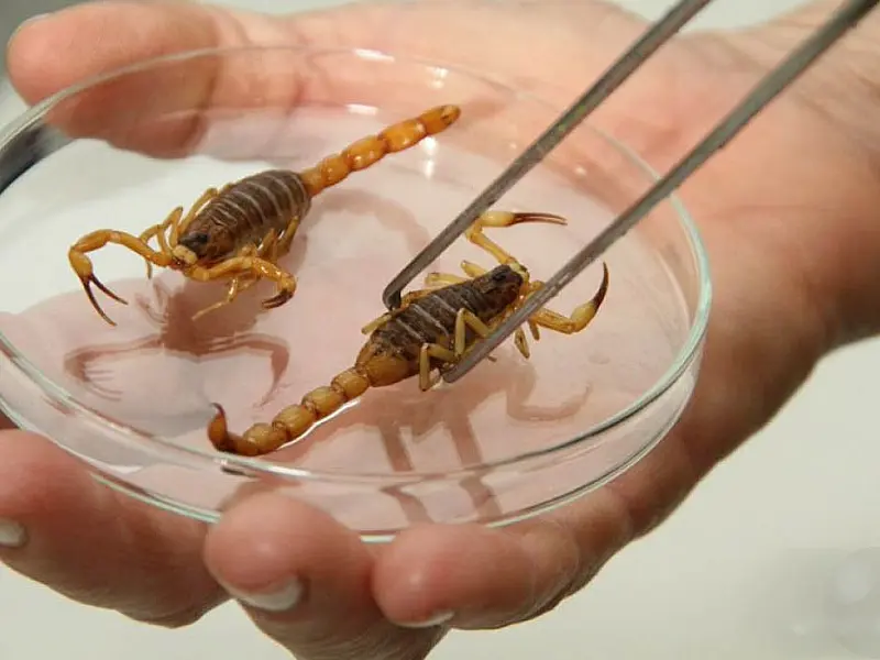 Escorpiões e mosquitos: como evitar essas e outras pragas urbanas que aparecem no verão