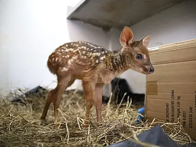 Hospital Ayty completa um ano de atividade com 3 mil reabilitações de animais silvestres