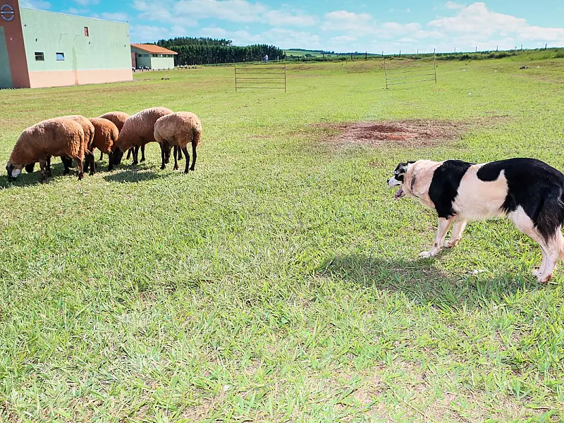 Cães pastores podem diminuir custo e aumentar produtividade em rebanho