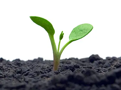 Programa Parlamento Zero vai plantar 22 mil mudas de árvores