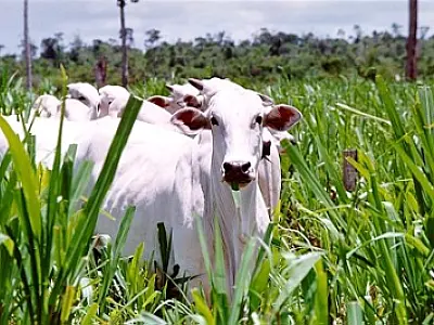 Polícia desmantela quadrilha de roubo de gado no Pantanal