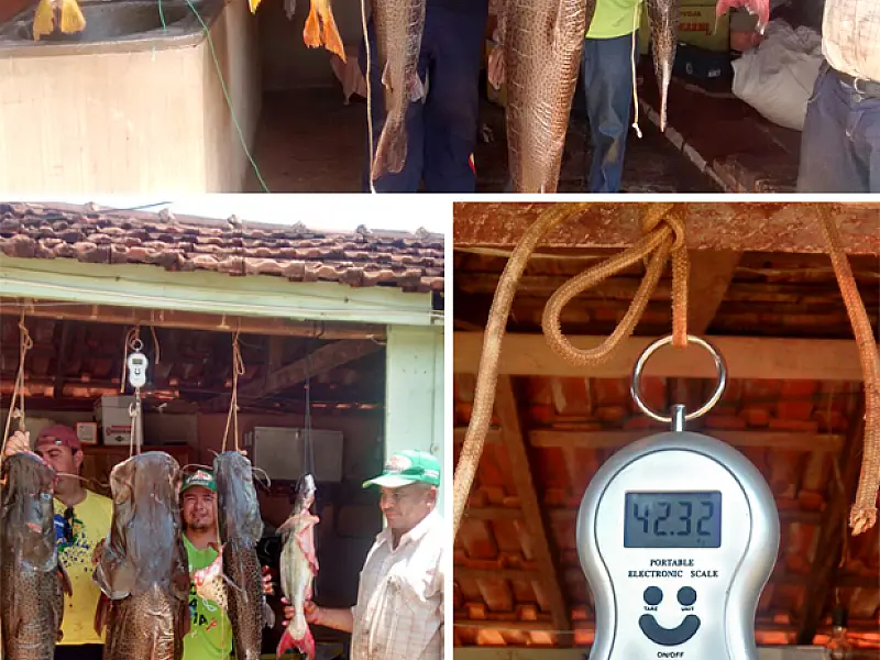 Pescadores de Culturama fisgam pintado de 42 Kg no rio Dourados