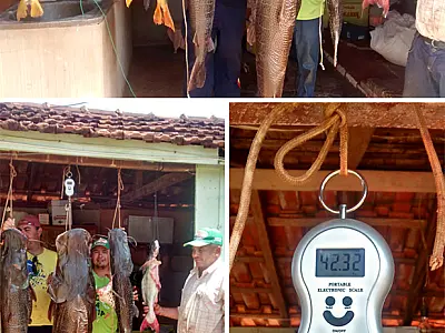Pescadores de Culturama fisgam pintado de 42 Kg no rio Dourados