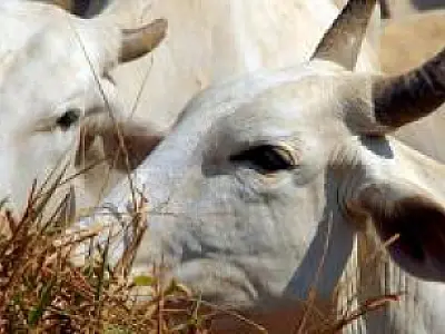 Agricultura oficializa áreas reconhecidas pela OIE como livres da aftosa