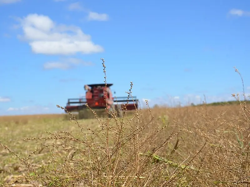 Crambe é apresentado como alternativa para safrinha