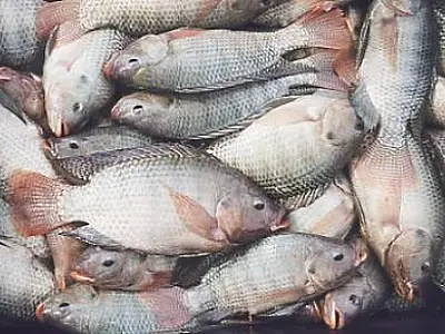 Aquicultura pode mudar cenário produtivo em MS