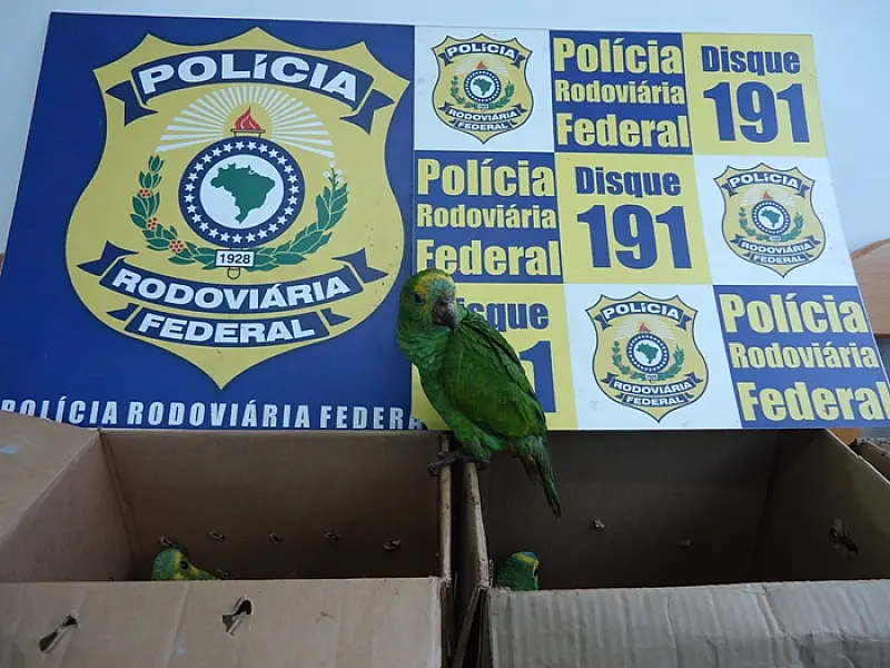 PRF apreende 11 aves silvestres próximo a Terenos