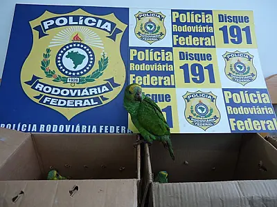 PRF apreende 11 aves silvestres próximo a Terenos