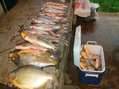 Pescador profissional é multado em R$ 1.600,00