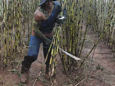 Tribunal mantém condenação de R$ 10 milhões por trabalho degradante