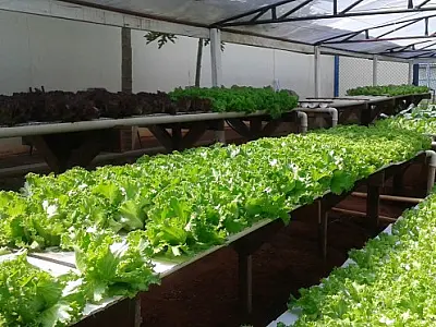 Preço do alface puxa o preço da Cesta Básica em Campo Grande